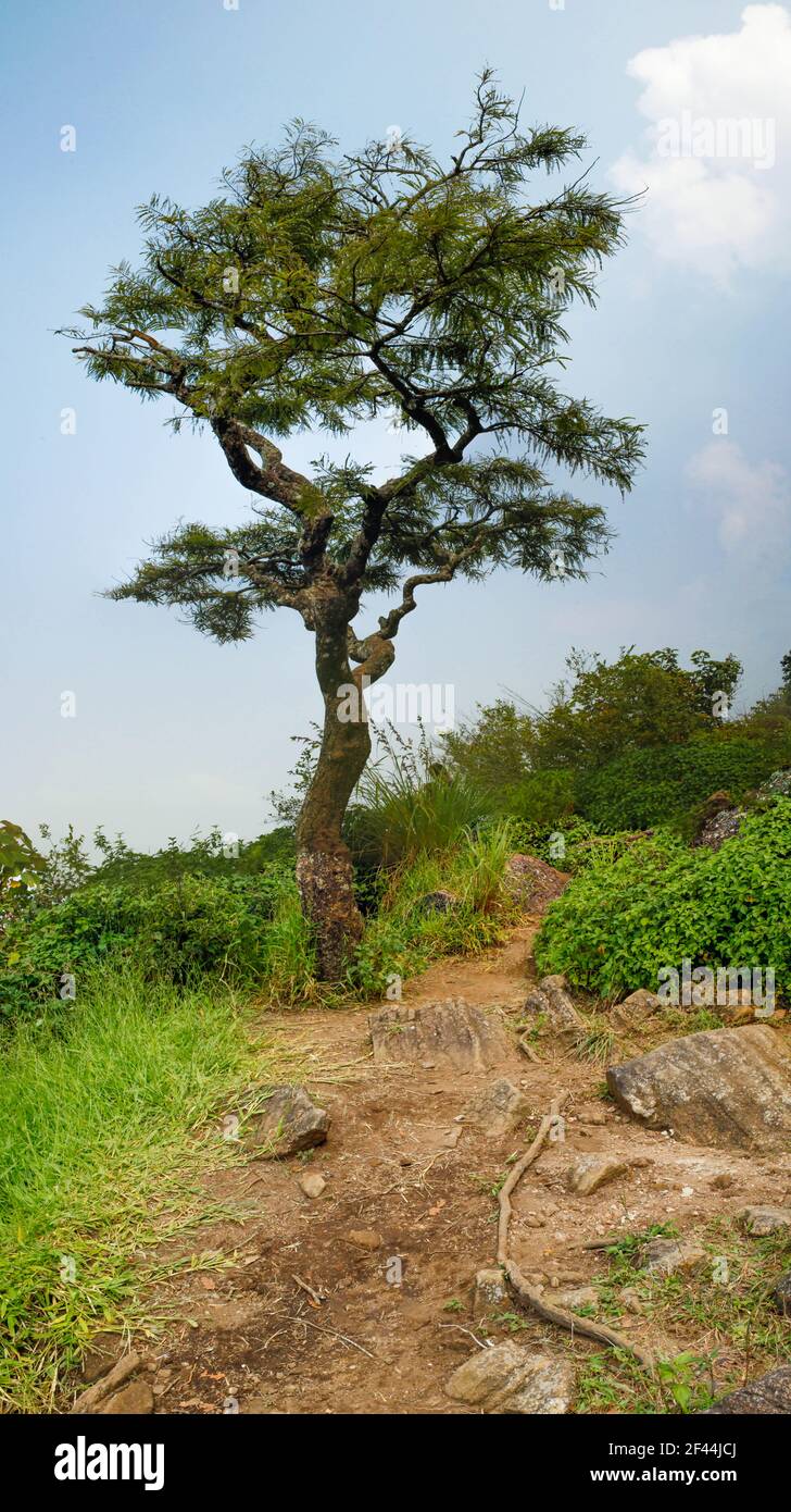 nelliyampathy kerala Foto Stock