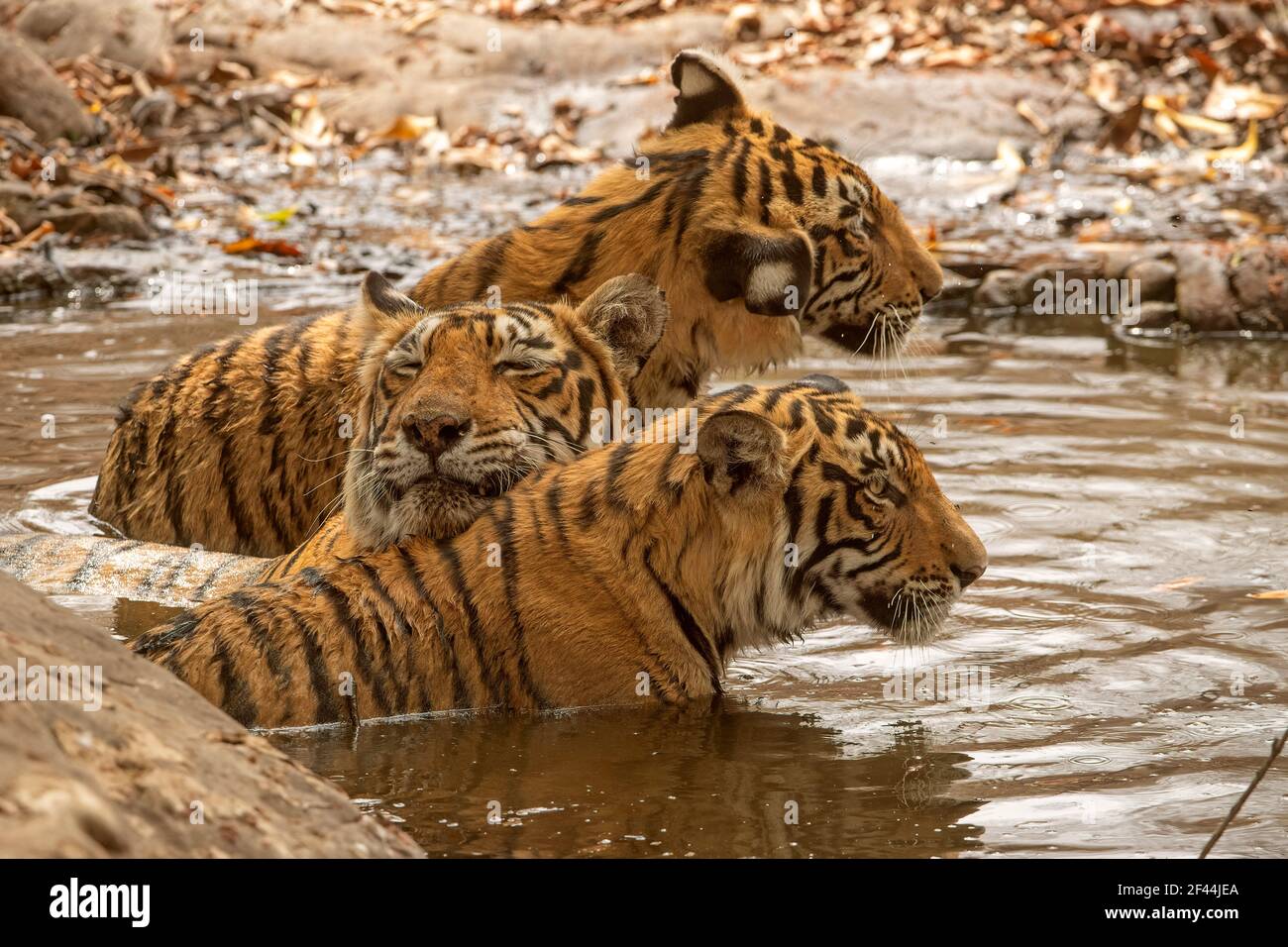 Primo piano di teste di tre tigri selvatiche in una tigrana madre selvatica waterhole seduta in acqua due cuccioli sub adulti nella riserva di tigre di Ranthambhore, India Foto Stock
