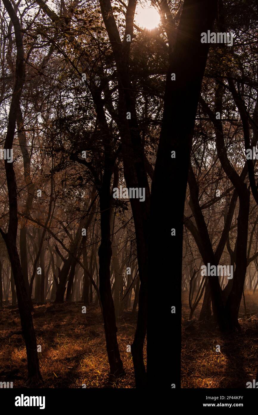 Foresta decidua secca, Parco Nazionale di Ranthambore, Riserva Naturale, Ranthambhore, Sawai Madhopur, Rajasthan, India, Asia Foto Stock