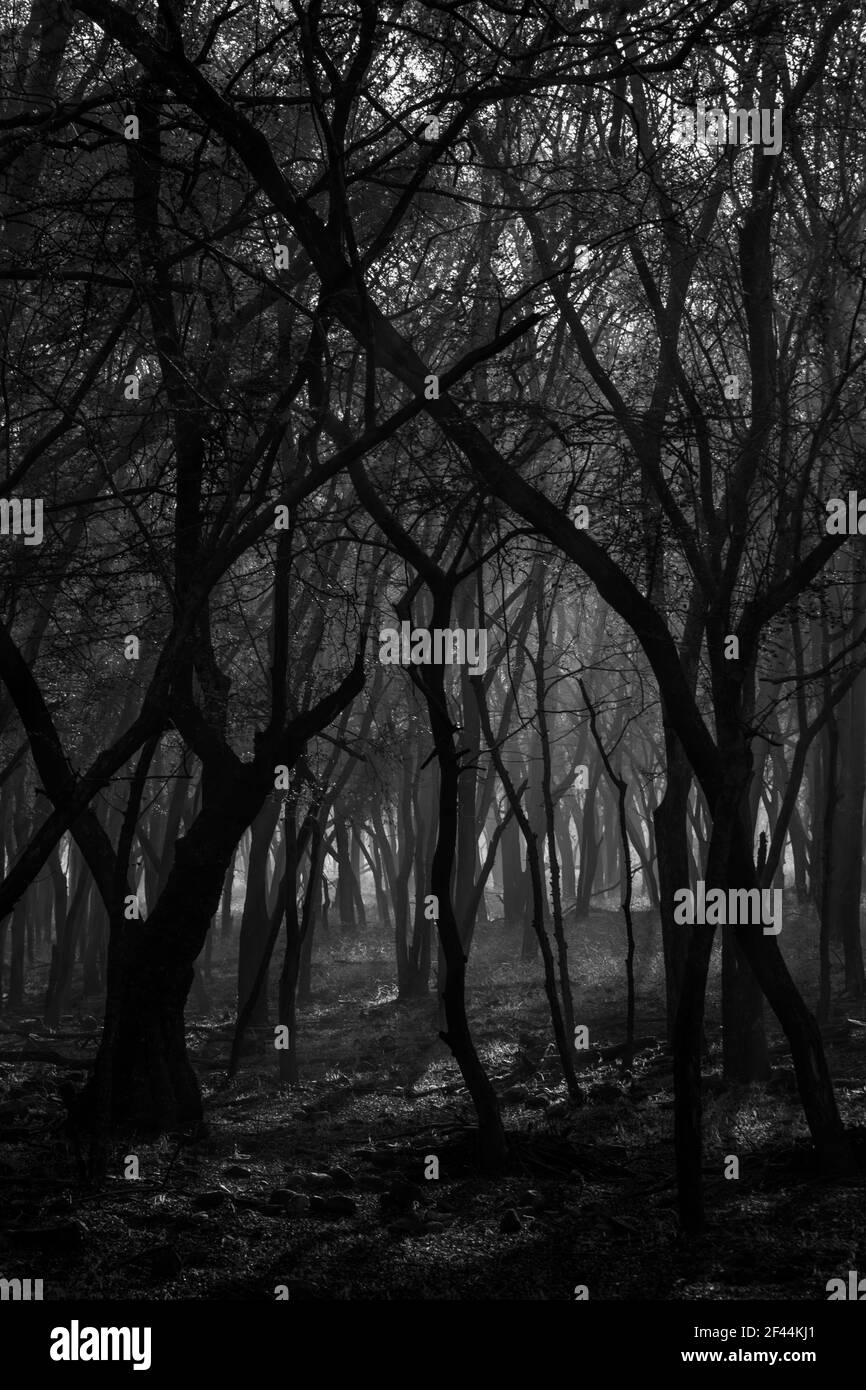 Foresta decidua secca, Parco Nazionale di Ranthambore, Riserva Naturale, Ranthambhore, Sawai Madhopur, Rajasthan, India, Asia Foto Stock