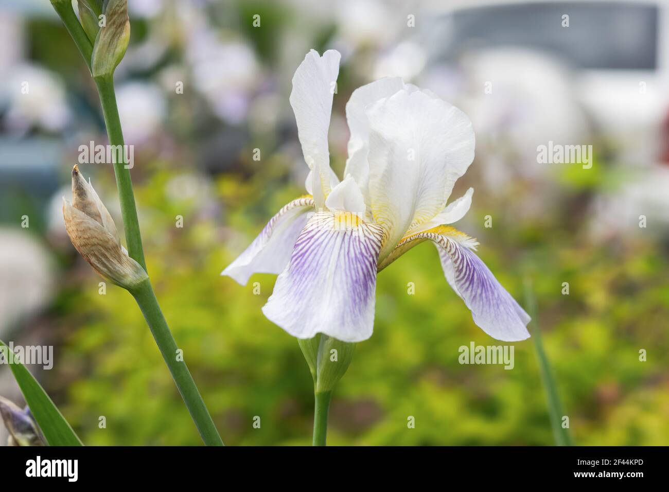 Iris lilla fiori primo piano in giardino. Delicati fiori primaverili su sfondo verde sfocato. Sfondo luminoso atmosferico. Crescita decorativa fl Foto Stock