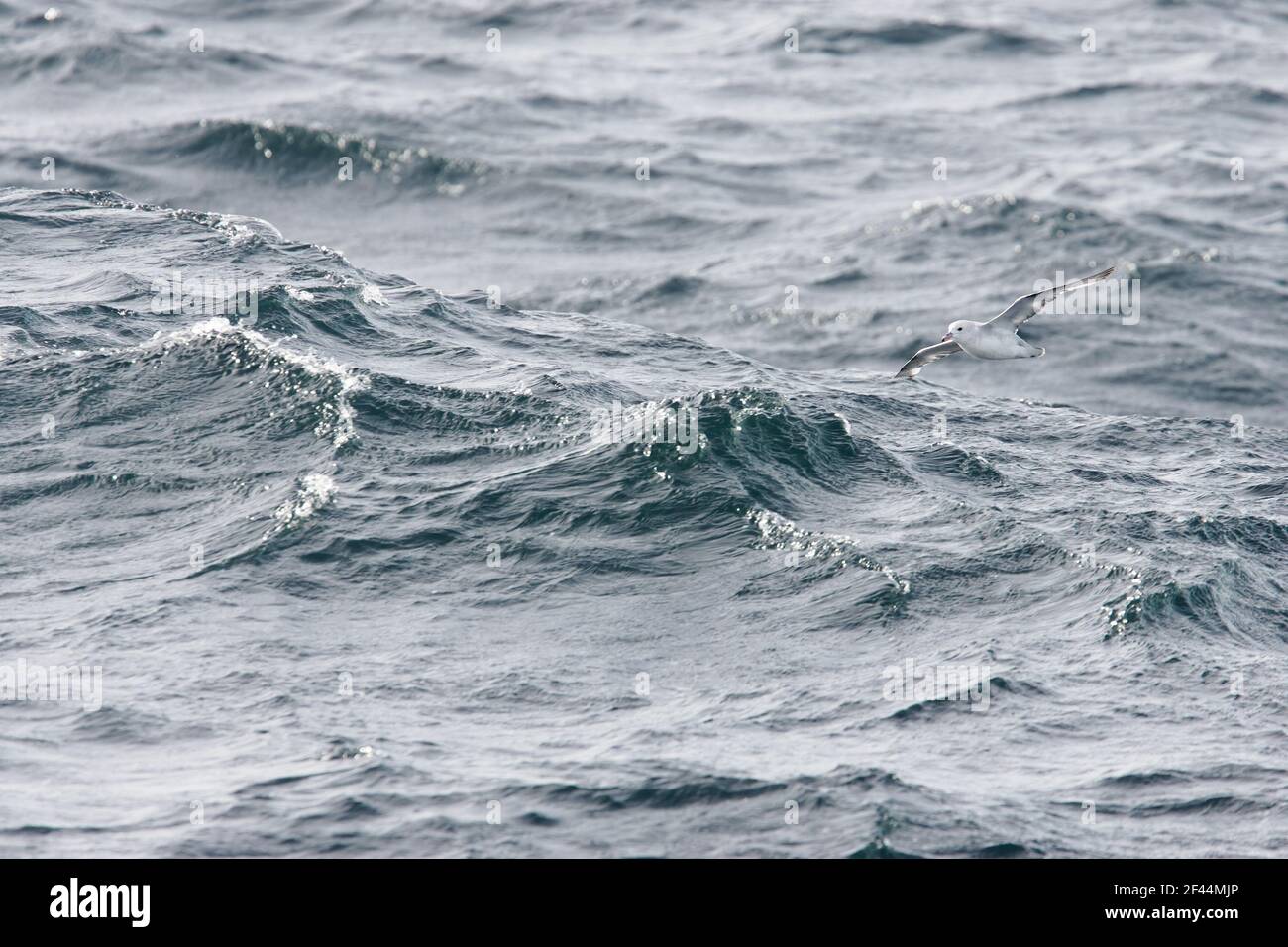 Antartico Fulmar - In volo sopra il mare glacialoides Fulmarus Penninsular Antartico BI007242 Foto Stock