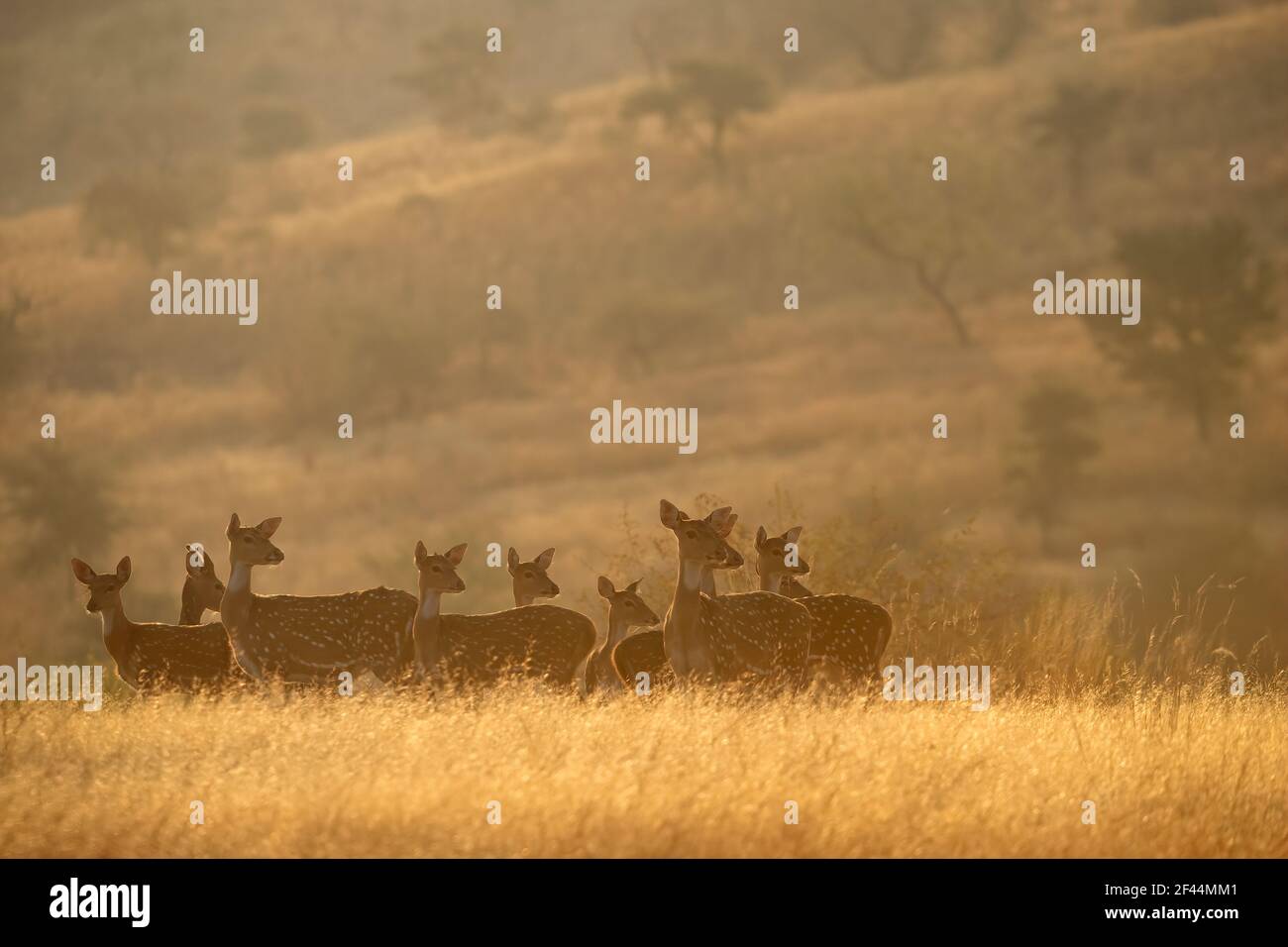 Un piccolo gregge di cervi punteggiato asse guardando fuori allerta nelle praterie secche del parco nazionale di Ranthambhore, India Foto Stock