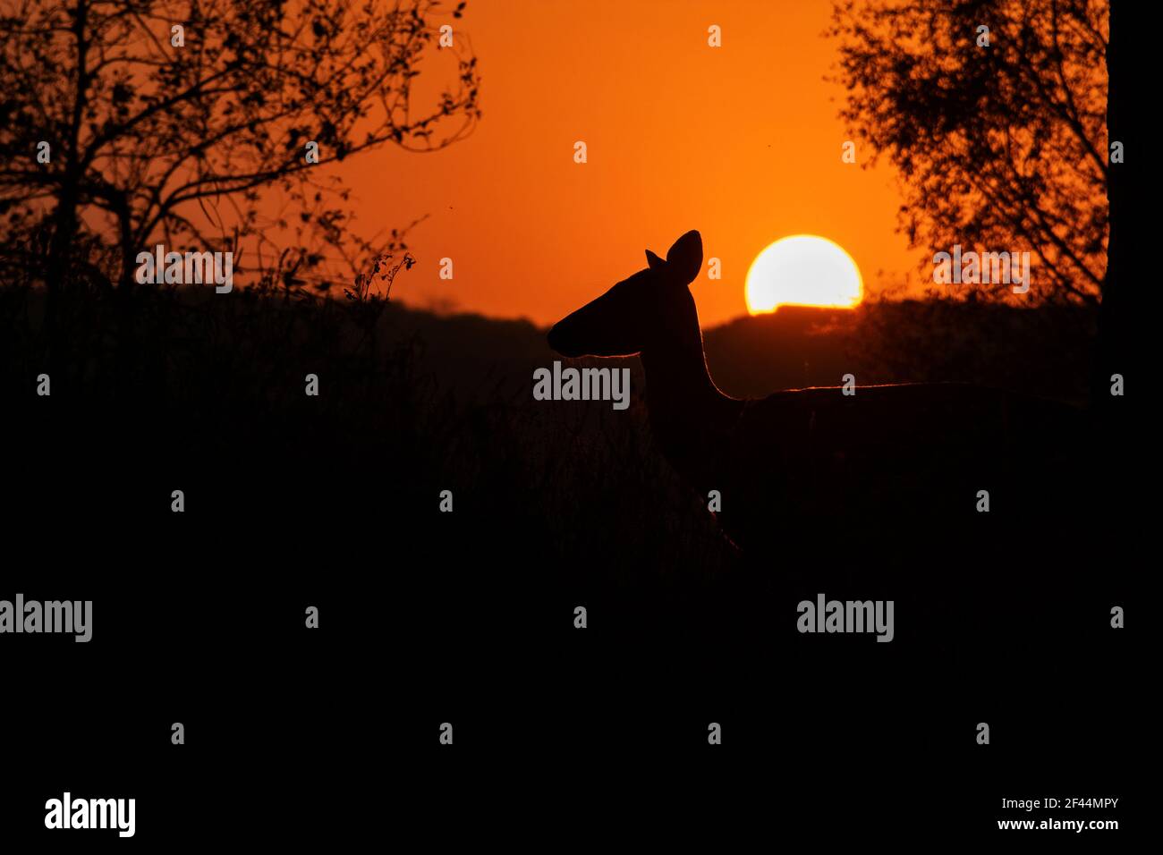 Asse dei cervi avvistati, tramonto silhouette, Parco Nazionale di Ranthambore, Santuario della fauna selvatica, Ranthambhore, Sawai Madhopur, Rajasthan, India, Asia Foto Stock
