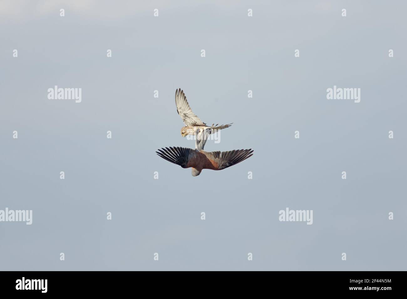 Lesser Kestrel - due playfighting in mezzo airFalco naumanni Extremadura, Spagna BI009480 Foto Stock