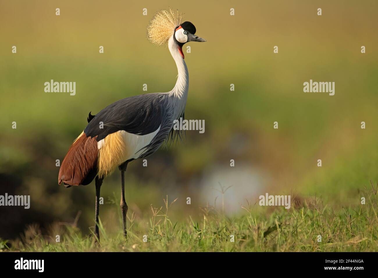 Crane incoronate, Riserva Nazionale di Maasai Mara, Masai Mara, Mara, Parco Nazionale, Riserva Naturale, Narok, Kenya, Africa Foto Stock