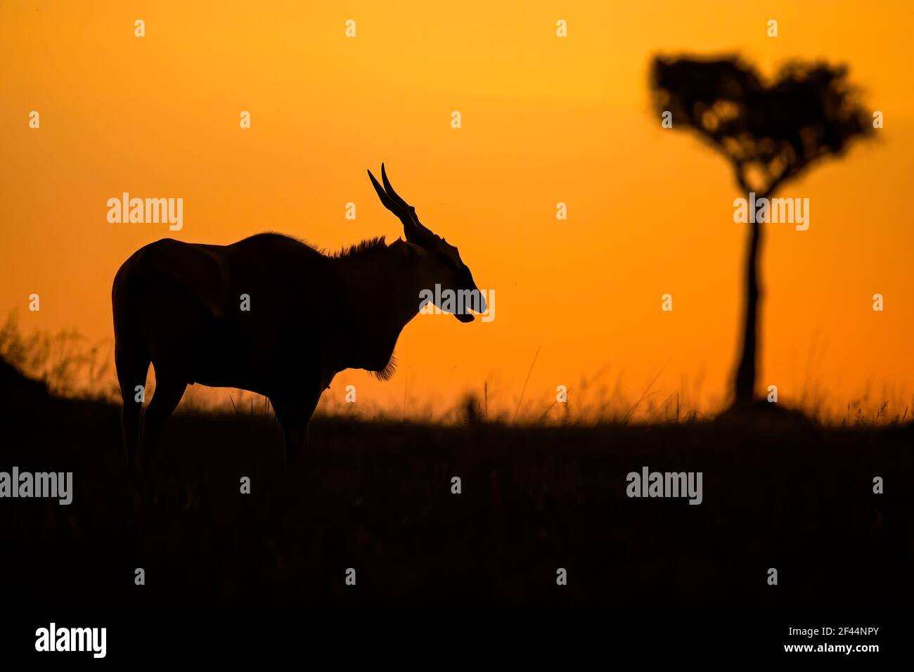 Kudu e silhouette di alberi, Tragelaphus imberbis, Maasai Mara National Reserve, Masai Mara, il Mara, Parco Nazionale, Riserva Naturale, Narok, Kenya, Africa Foto Stock