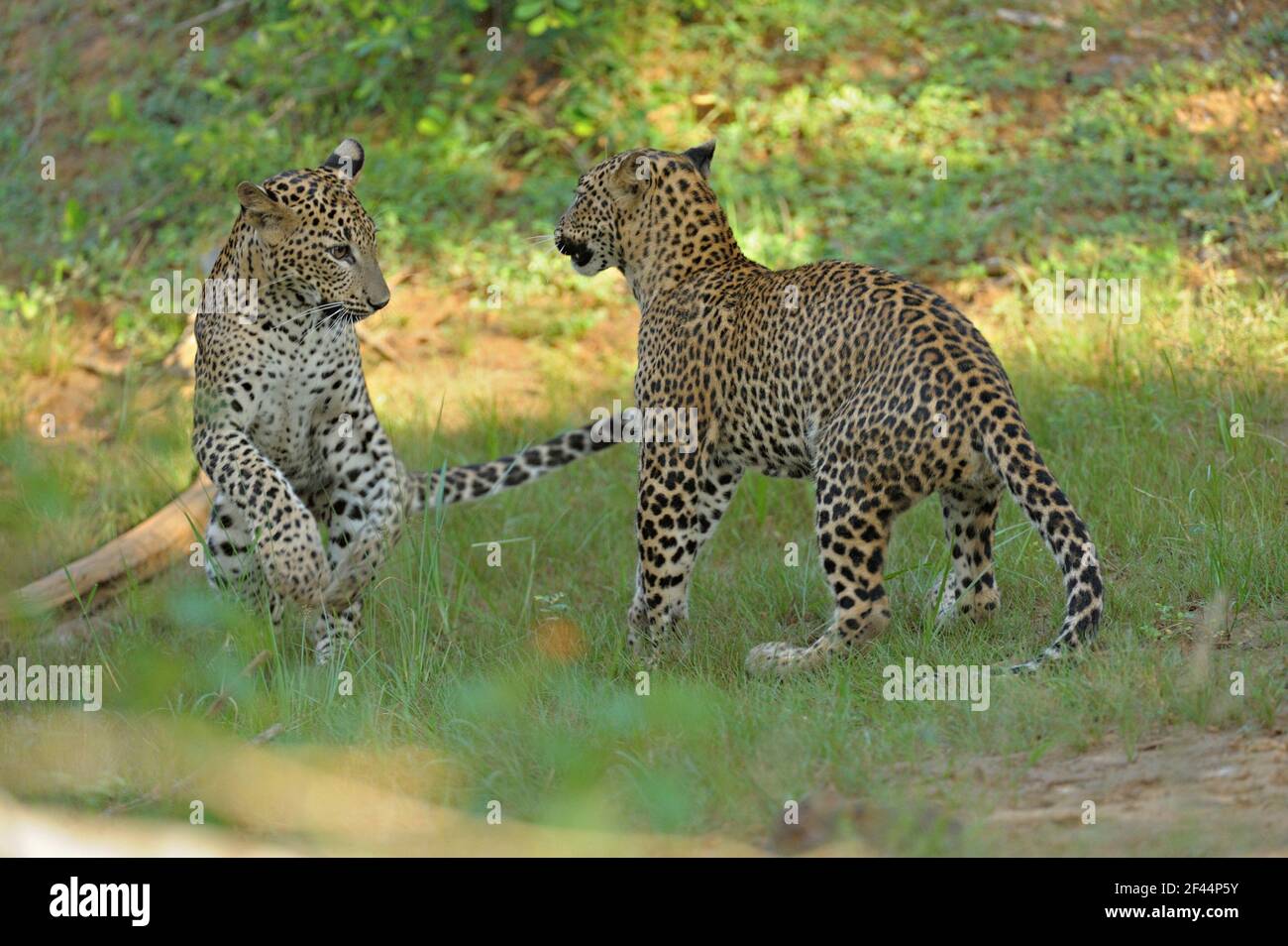 Due leopardi che giocano combattimenti, Yala National Park, riserva naturale, Palatupana, Yala, Sri Lanka, Asia Foto Stock