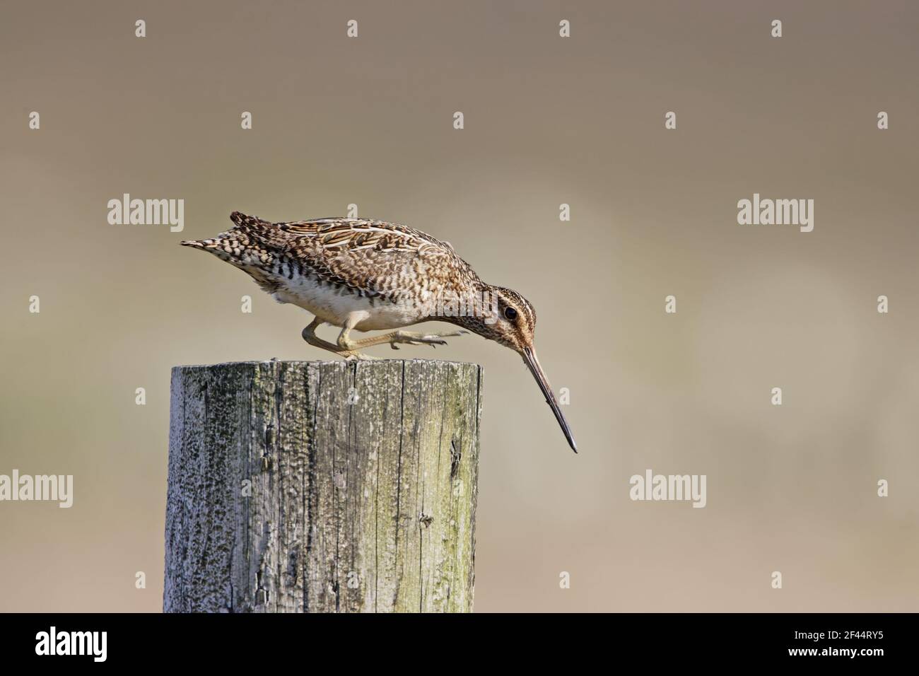 Snipe - on postGallinago gallinago Unst, Shetland, UK BI011422 Foto Stock