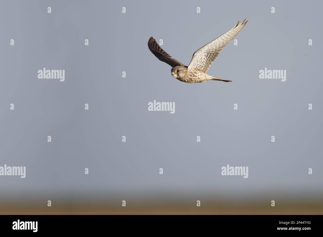 Kestrel - Femminile in flightFalco tinnunculus Oare Marshes RSPB Reserve Kent, UK BI012808 Foto Stock