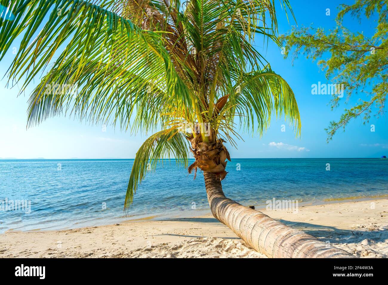 Seascape con palme tropicali sulla bellissima spiaggia di sabbia nell'isola di Phu Quoc, Vietnam. Si tratta di una delle migliori spiagge del Vietnam. Foto Stock