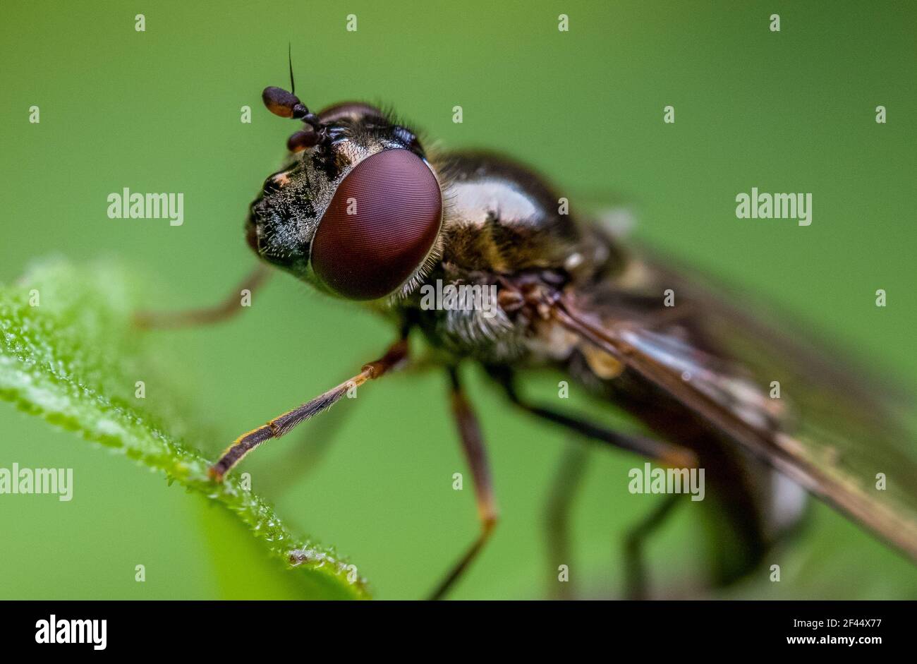 Ripresa macro di un mosca su una foglia in giardino Foto Stock