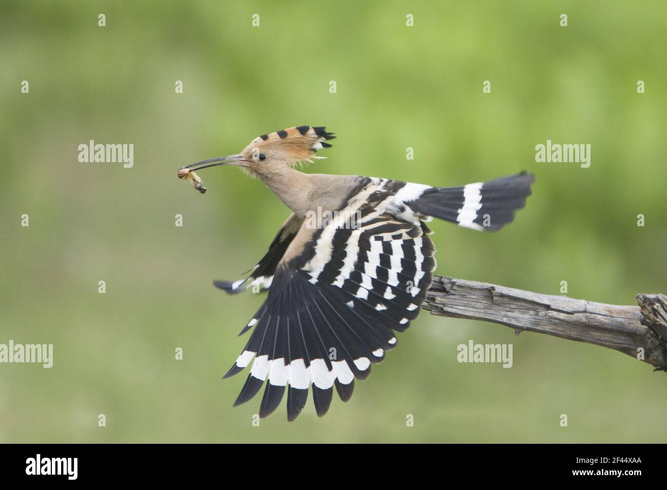 Hoopoe - decollo con cibo per giovani Upupa epps Ungheria BI019875 Foto Stock