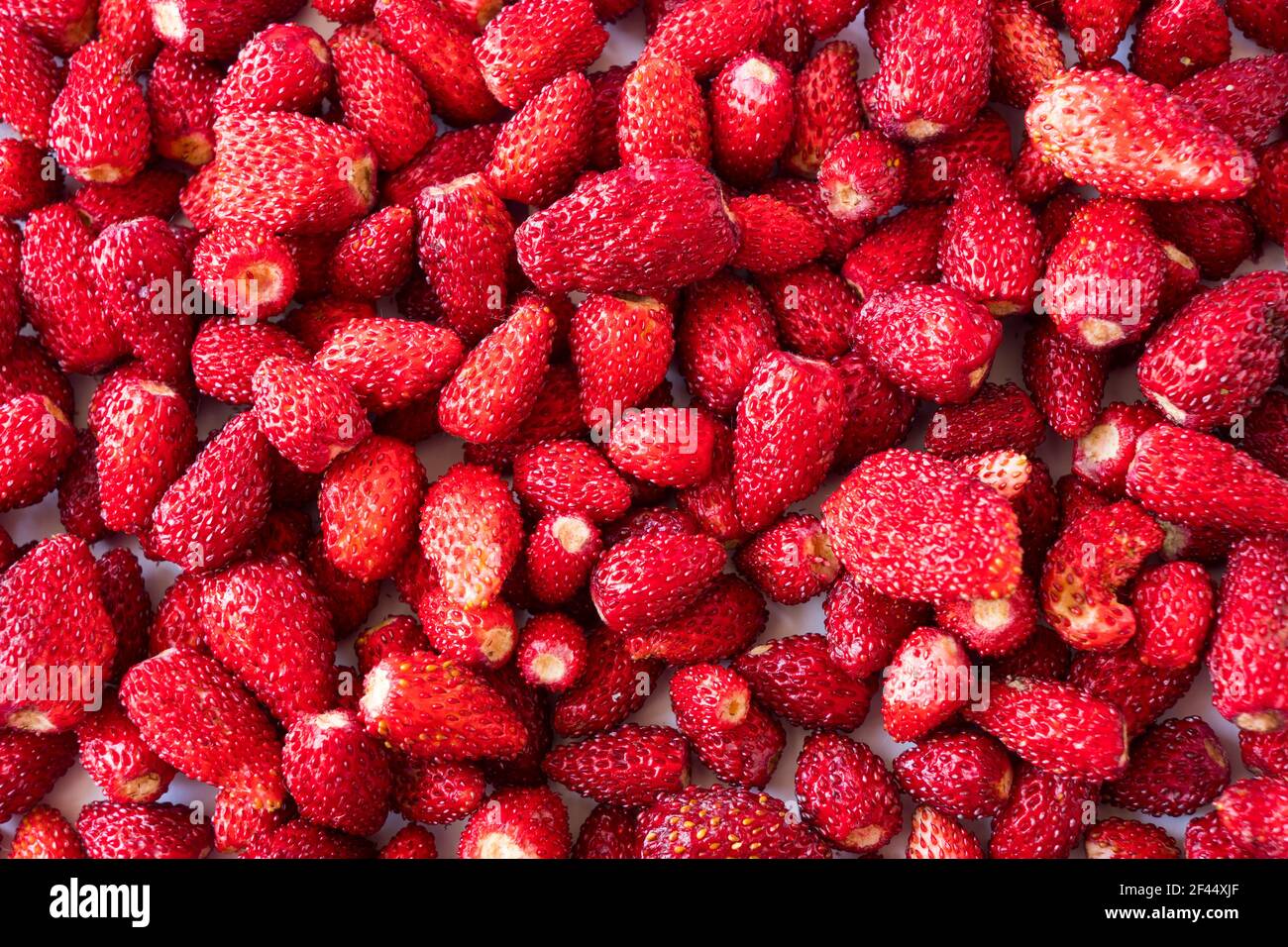 Fragole fresche di fondo. Sfondo di frutti di bosco. Fragola selvatica matura. Texture fragole selvatiche primo piano. Vista dall'alto. Fragola selvatica raccolta i Foto Stock