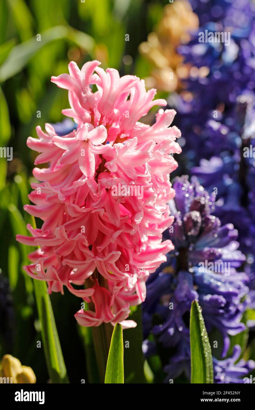 Hyacinthus fiori. Foto Stock