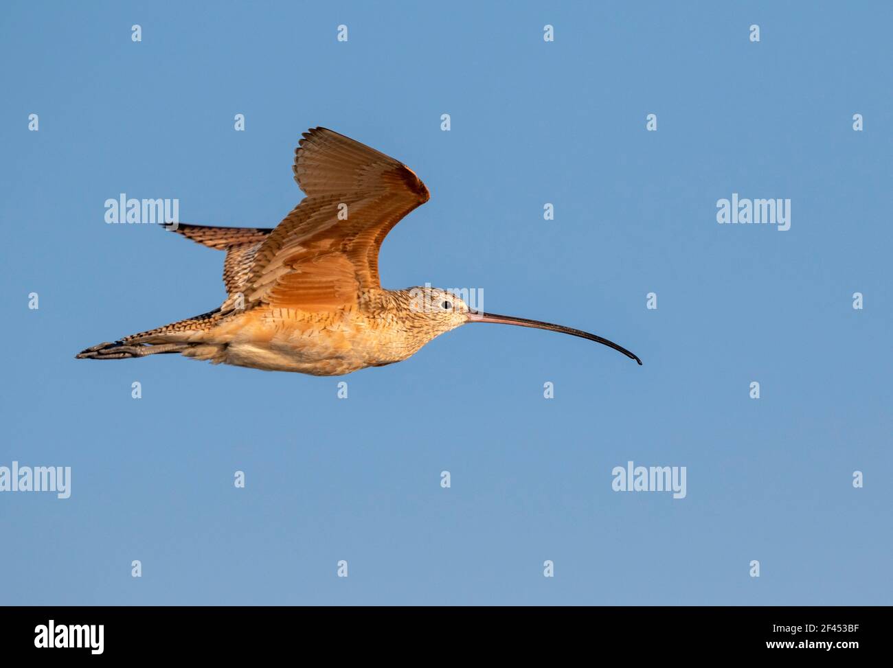 Corrida a lunga fattura (Numenius americanus) che vola in cielo blu, Galveston, Texas, USA. Foto Stock