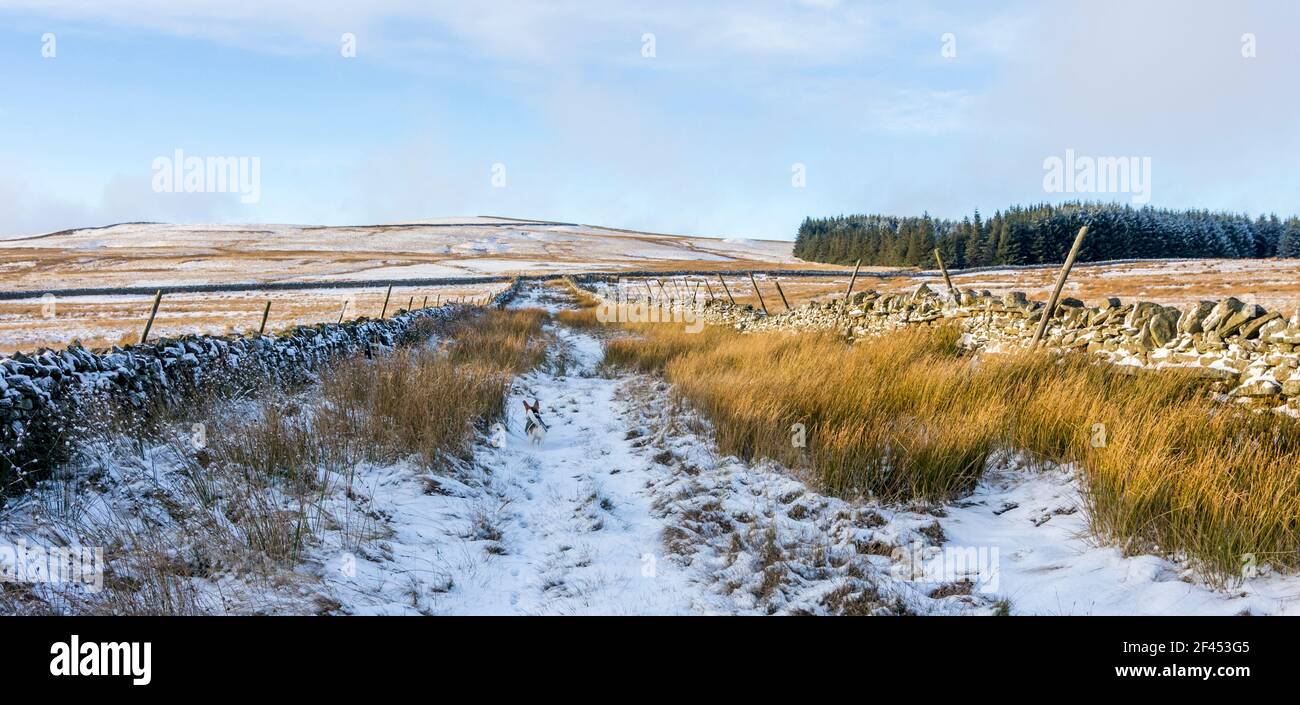 Paesaggio innevato di colline e muri a secco in pietra a Weardale, il Nord Pennines, Contea di Durham, Regno Unito Foto Stock