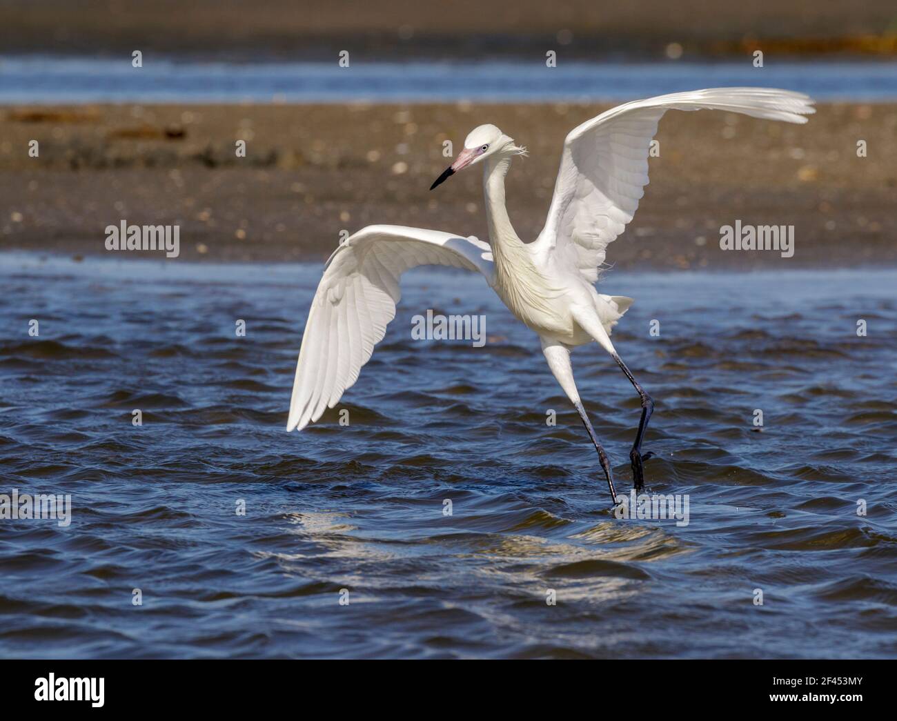 Egreo rossastro (Egretta rufescens), morfo bianco, caccia nella palude marea, Galveston, Texas, USA. Foto Stock