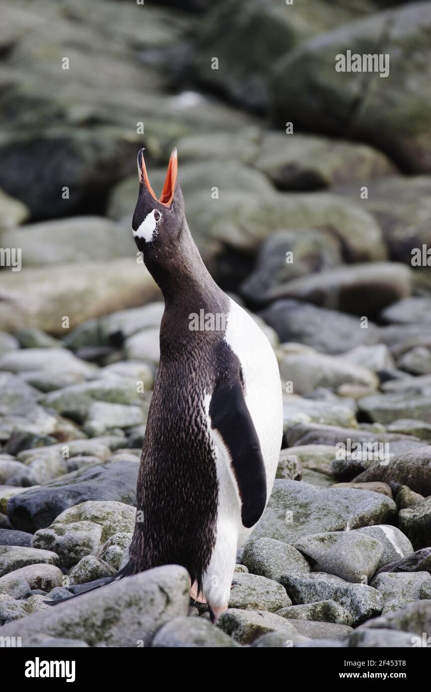 Gentoo Penguin - raglio Pygoscelis papua Ronge Isola Antartide Penninsular BI007746 Foto Stock