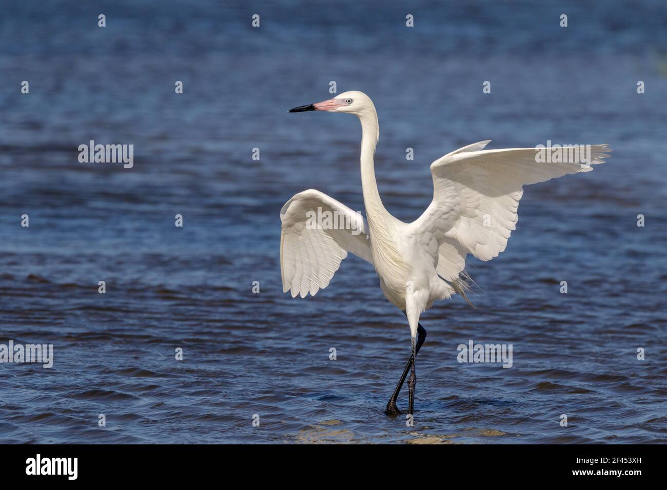 Egreo rossastro (Egretta rufescens), morfo bianco, caccia nella palude marea, Galveston, Texas, USA. Foto Stock