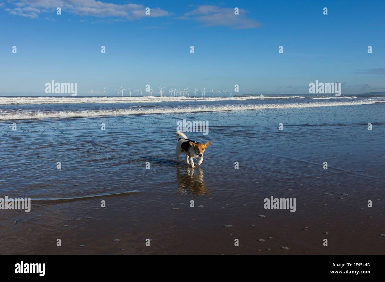 Un piccolo cane - una croce Jack Russell / Corgi (un Cojack) - si affaccia dal mare sulla spiaggia. Un parco eolico è oltre (Seaton Carew, Hartlepool, Regno Unito) Foto Stock