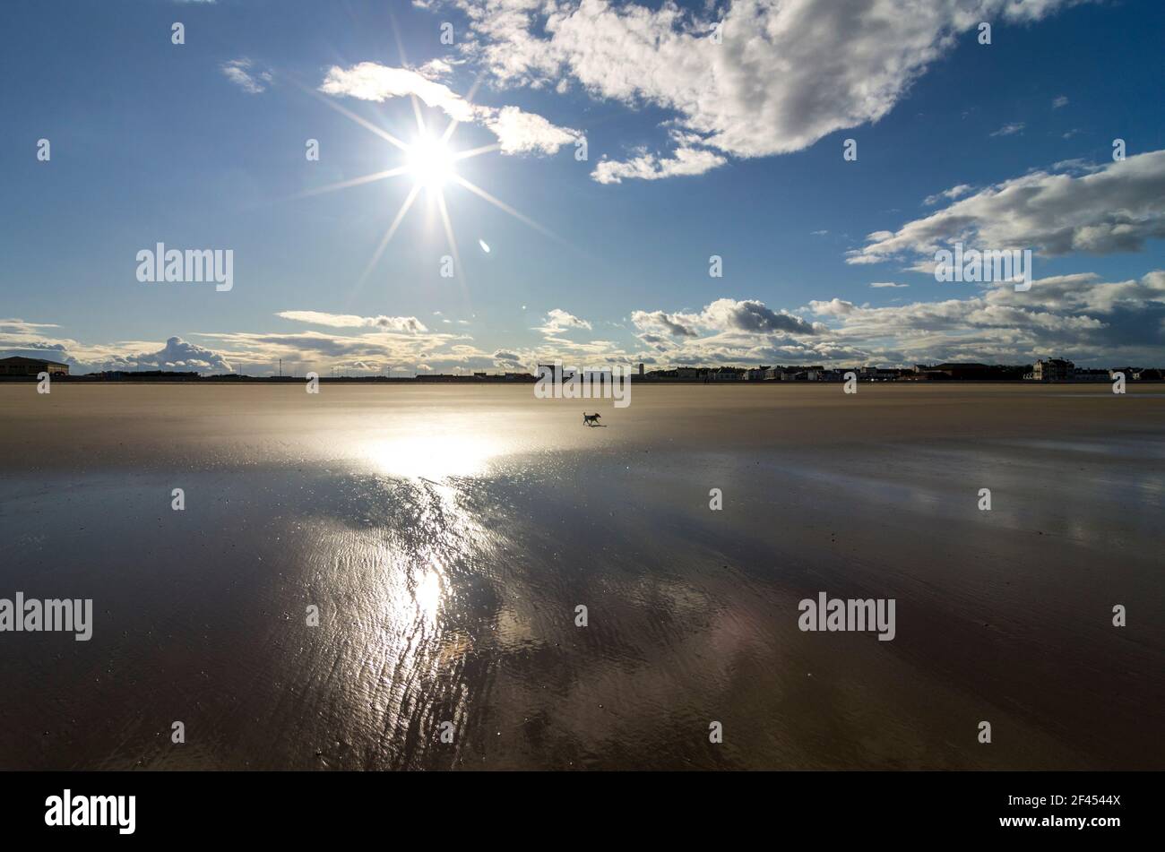 Un piccolo cane sulla spiaggia (Seaton Carew, Hartlepool, UK) Foto Stock