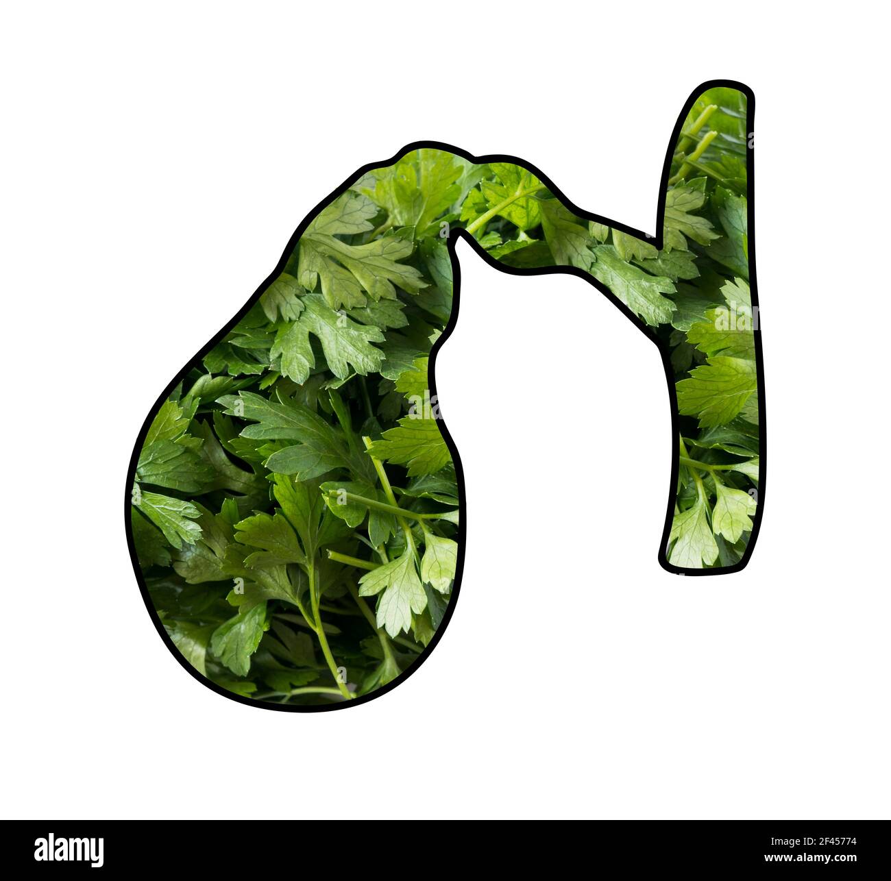 Cistifellea umana in prezzemolo. Prezzemolo fresco a forma di gallbladder. Le erbe fresche sono utili per la vescica di galline. Foto Stock