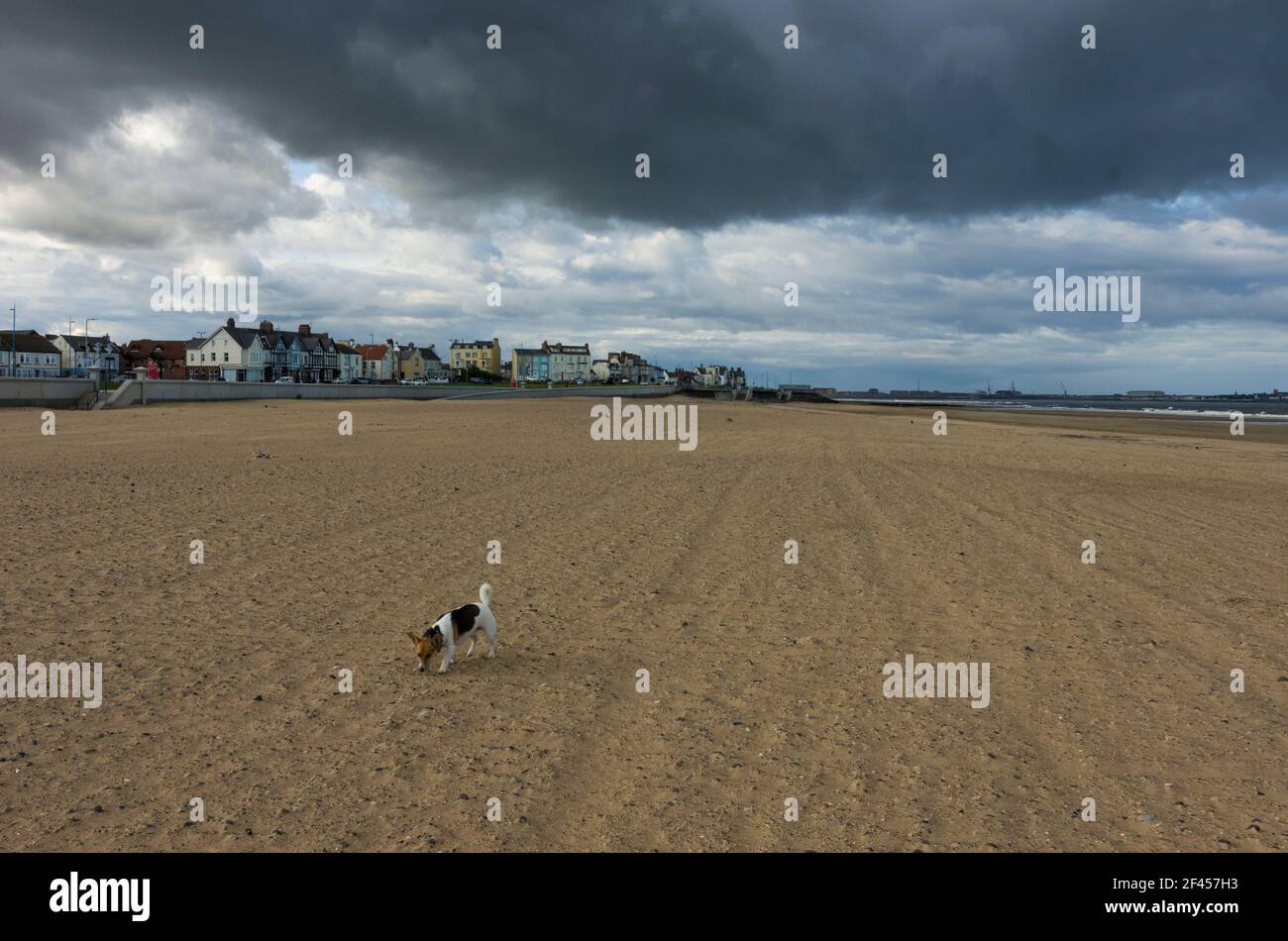 Un piccolo cane - una croce Jack Russell / Corgi (un Cojack) - sulla spiaggia con un cielo che si affaccia sulla testa (Seaton Carew, Hartlepool, UK) Foto Stock