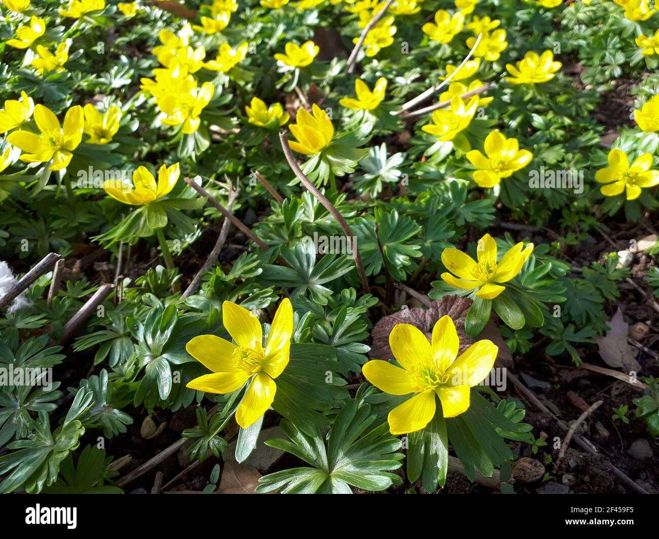 Primo piano dei fiori di aconite invernali (Eranthis hyemalis) in Germania Foto Stock