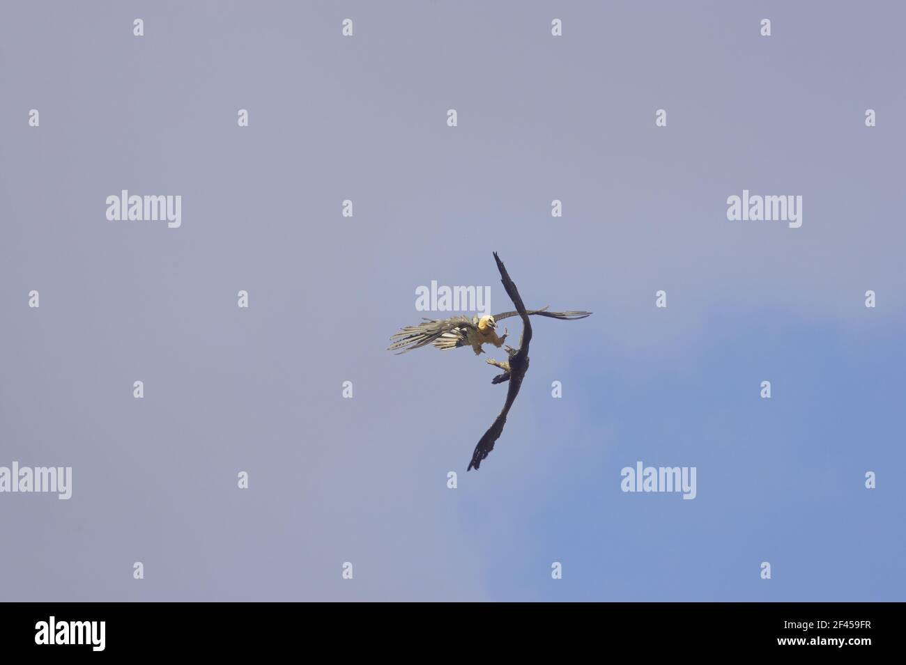 Lammergeier - combattimenti in mezzo airGypaetus barbatus Pirenei, Spagna BI009367 Foto Stock