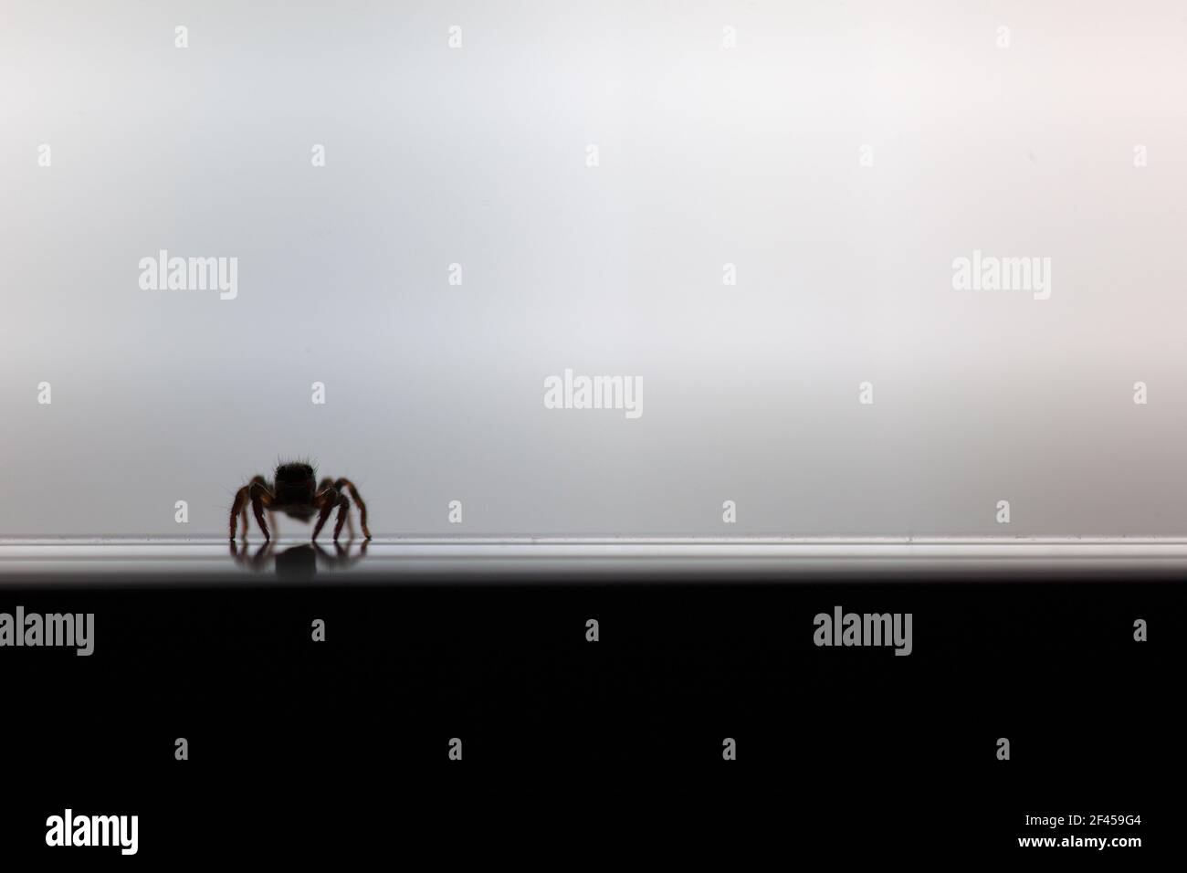 Primo piano di una silhouette ragno domestica. Foto Stock