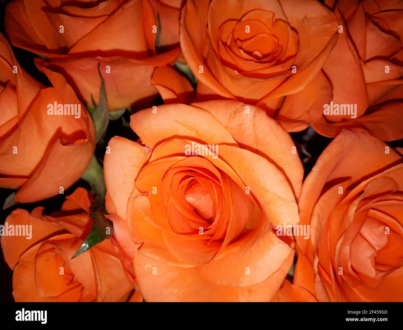 Primo piano di un bel bouquet di rose arancioni Foto Stock