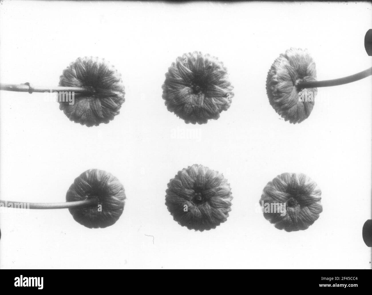 Chiusura dell'immagine nello studio dell'impianto di preparazione con infiorescenza Foto Stock