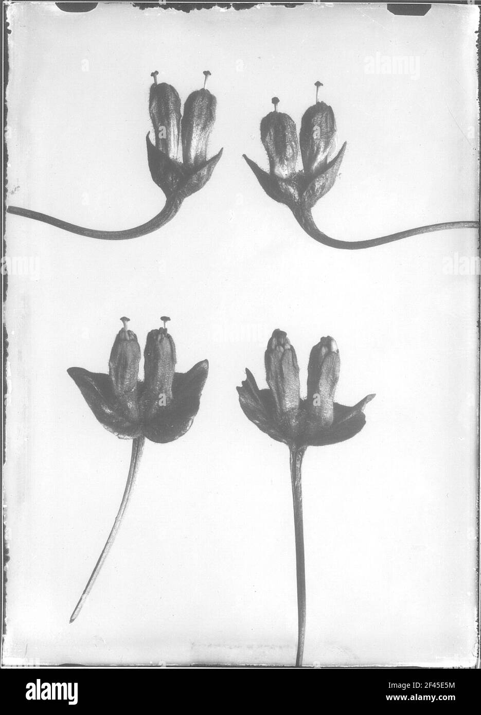 Studio delle piante con infiorescenza Foto Stock