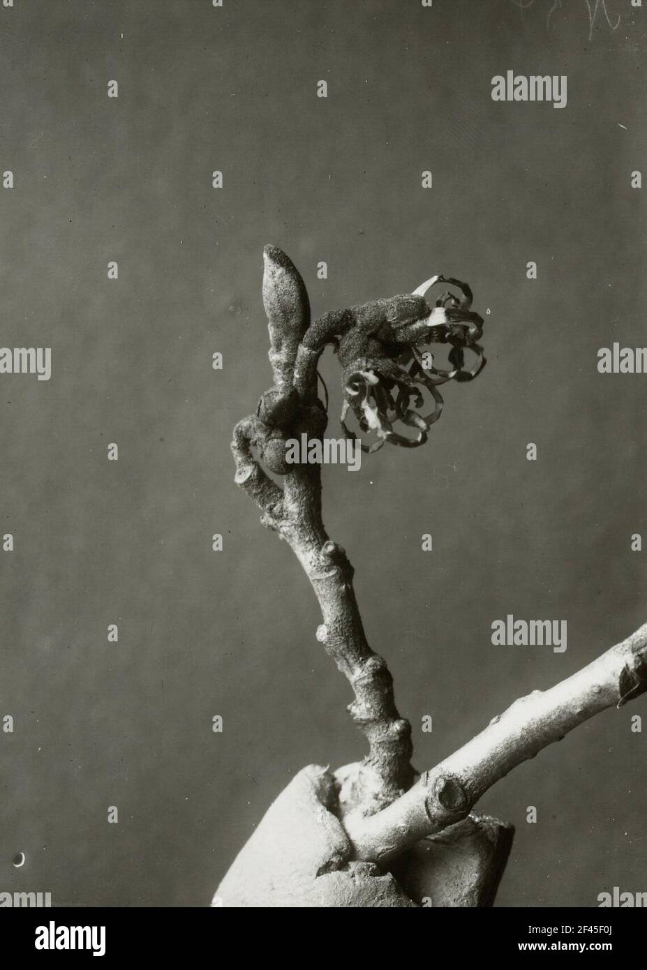 AST con fioritura del mago giapponese (Hamamelis japonica) Foto Stock