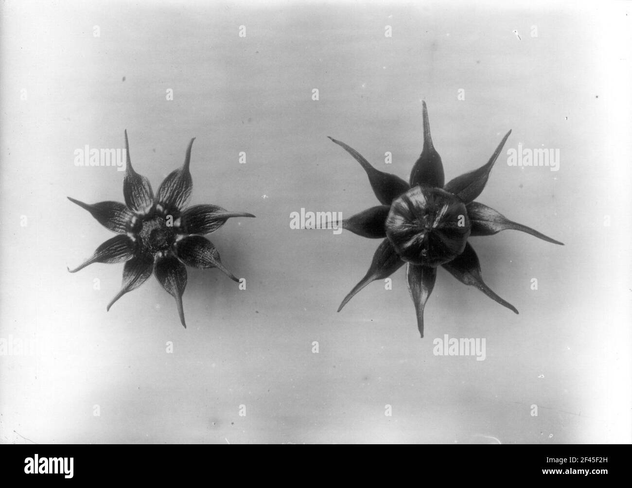 Studio delle piante con infiorescenza Foto Stock