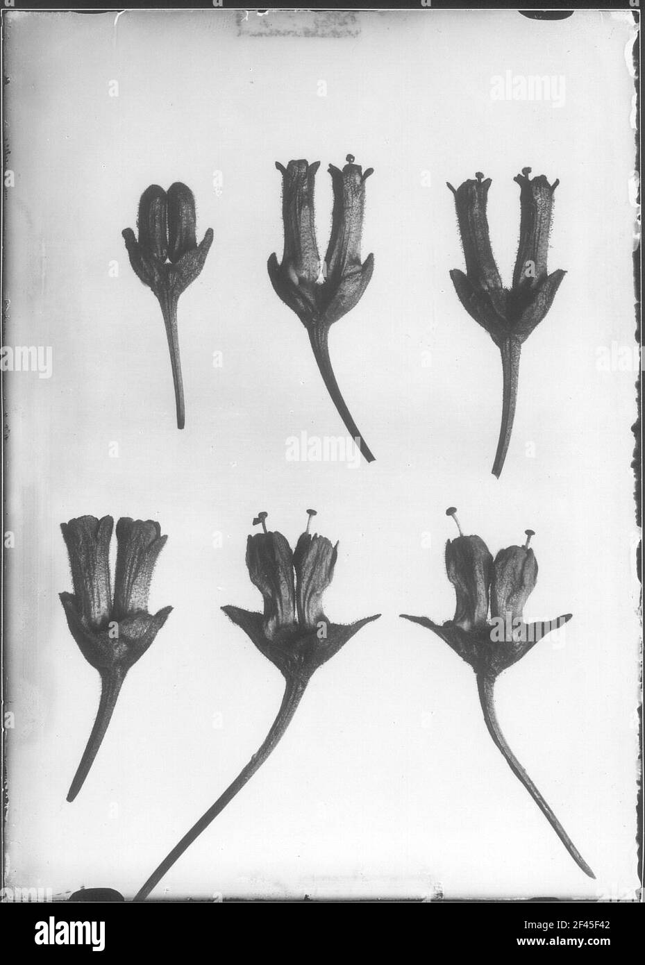 Studio delle piante con infiorescenza Foto Stock