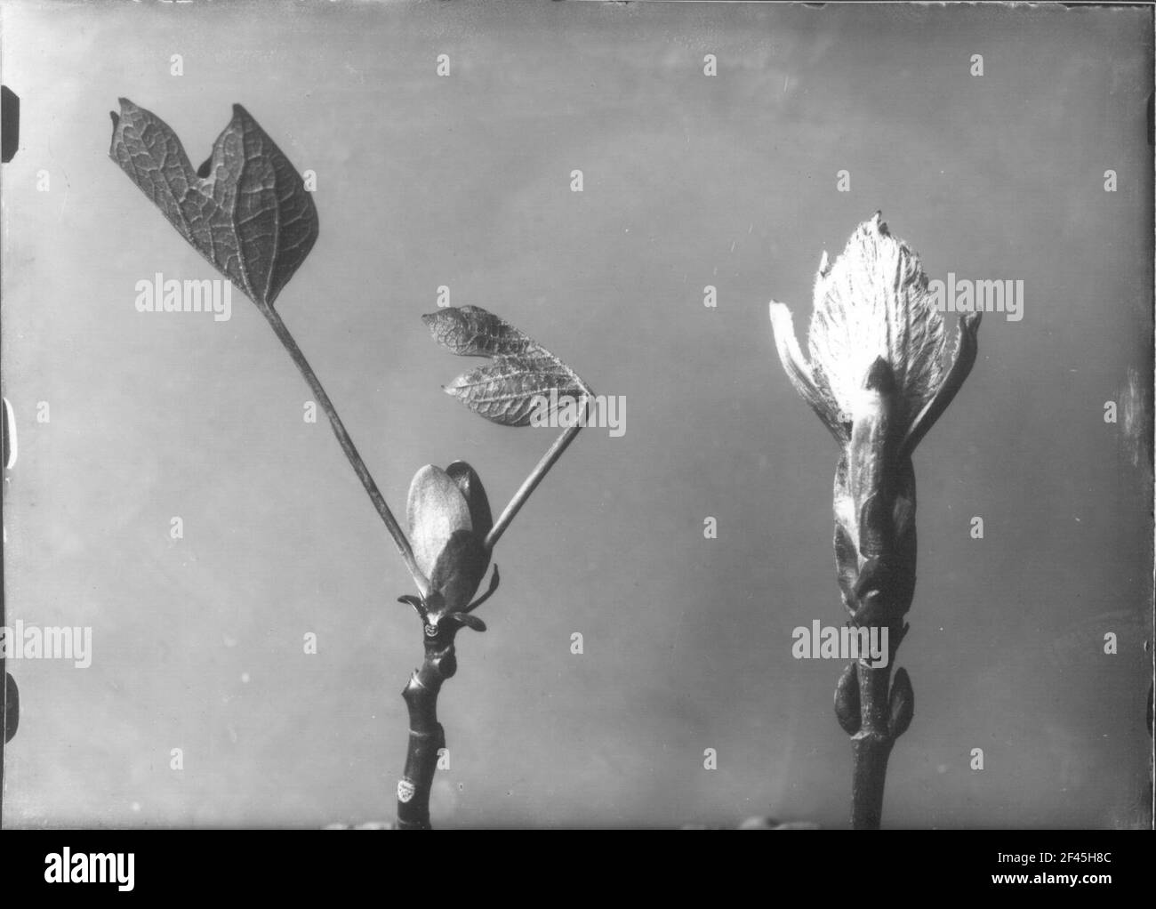 Chiusura dell'immagine in preparazione Tulipano (Liriodendron Tulipifera) e legno non determinabile, terminali e boccioli laterali Foto Stock