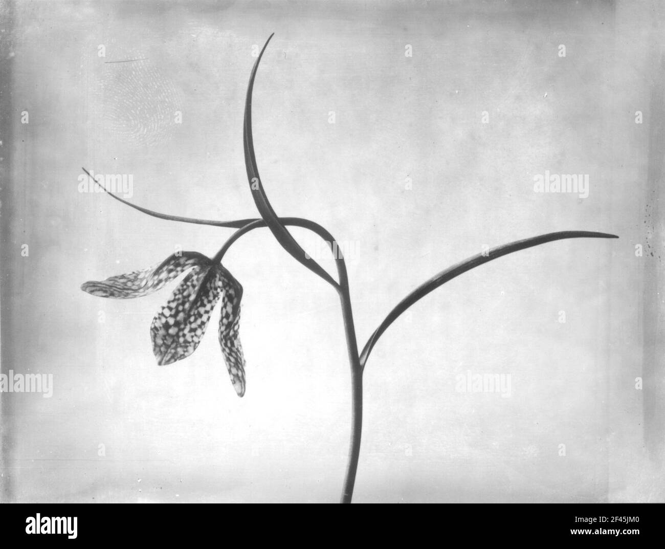 Fiore di scacchi (Fritillaria melearis), fiore di scacchi a stelo (Fritillaria melearis), gambo di fiori Foto Stock