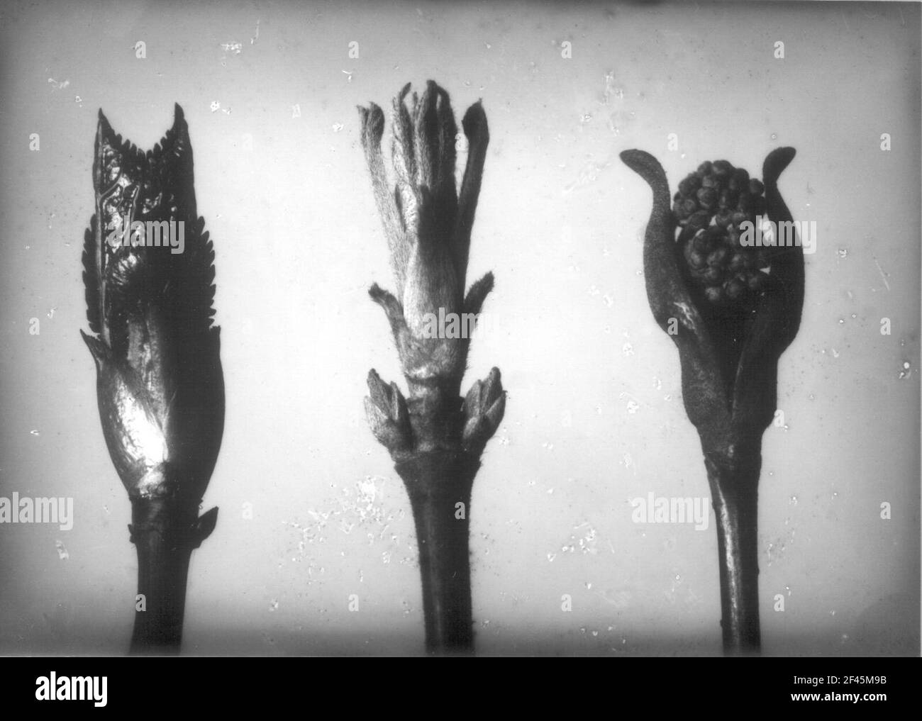 Studio delle piante con infiorescenza Foto Stock