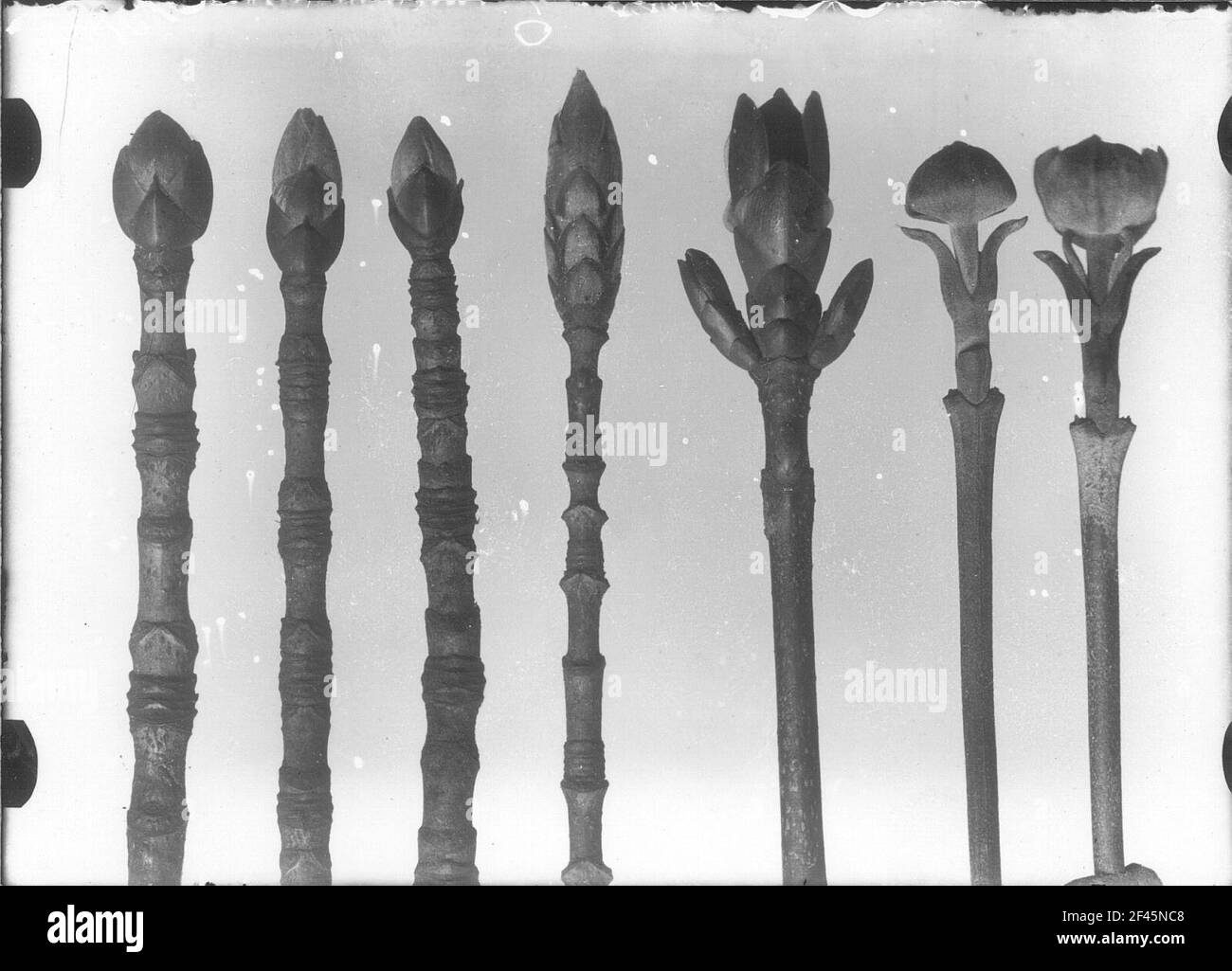 Vari legni con posizione opposta delle lamelle e battente terminale o. boccioli di fiori Foto Stock