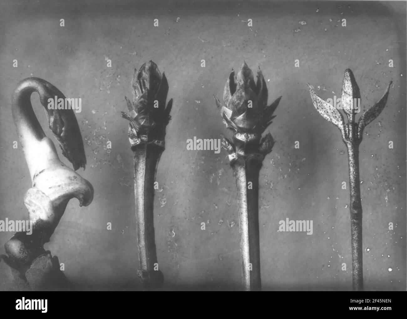 Pianta non detailable, lilla, palla di neve (Syringa e Viburnum Tinus), gemme rimbalzanti pianta non detailable, lilla, palla di neve (Syringa e Viburnum Tinus), gemme rimbalzanti Foto Stock