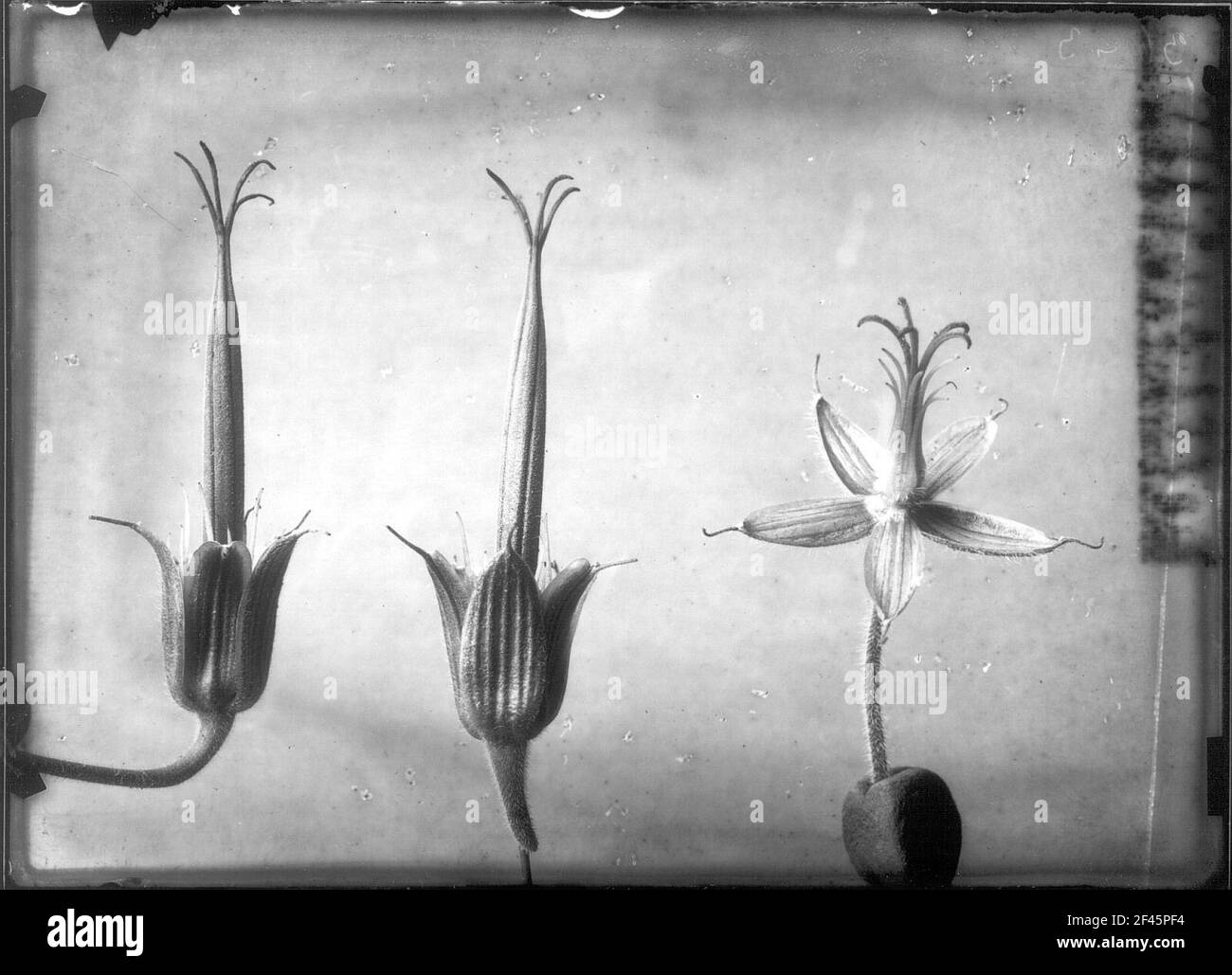 Studio delle piante con infiorescenza Foto Stock