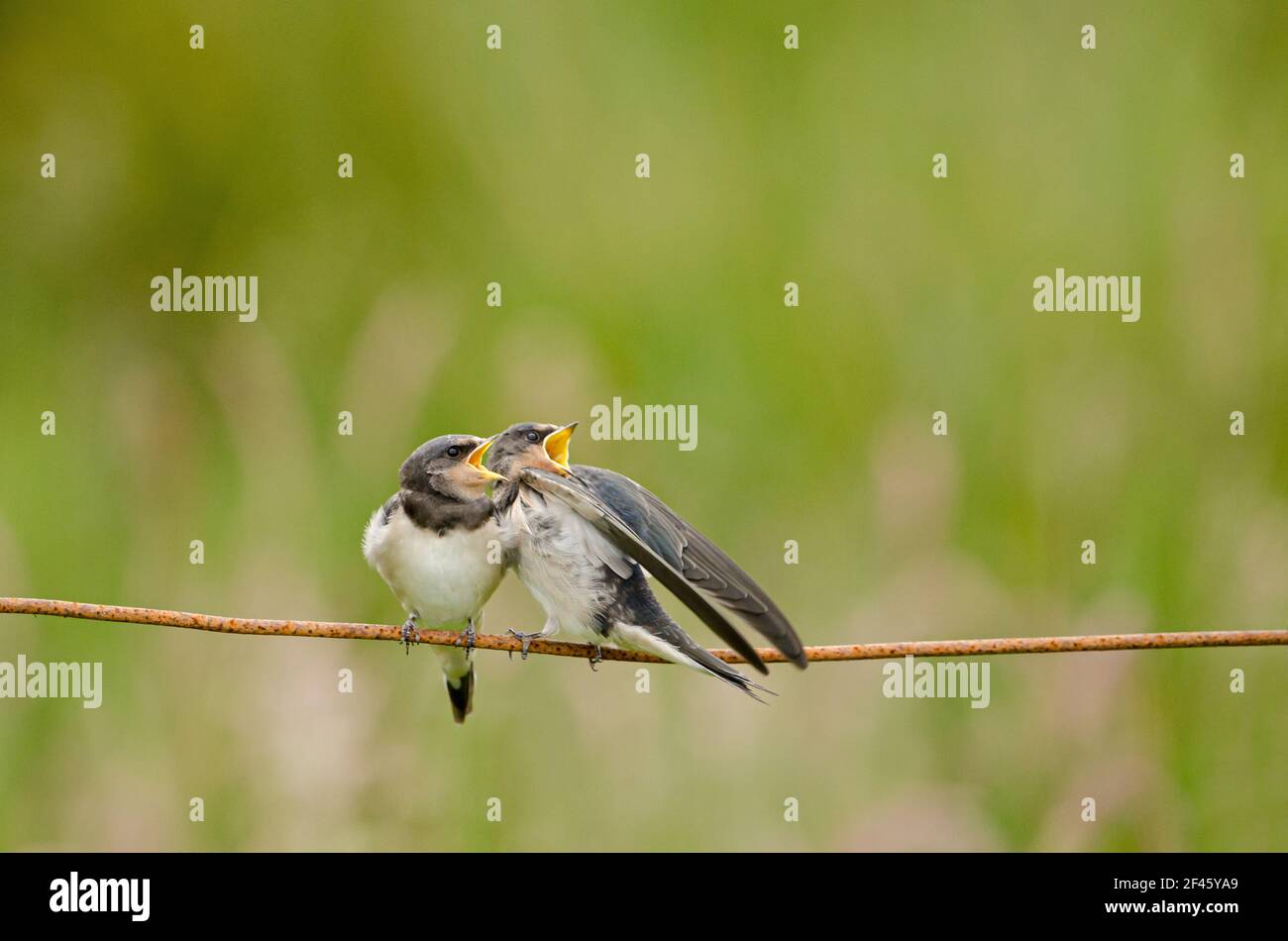 Ingoiare nestlings in attesa di essere alimentato su recinzione di filo. Foto Stock