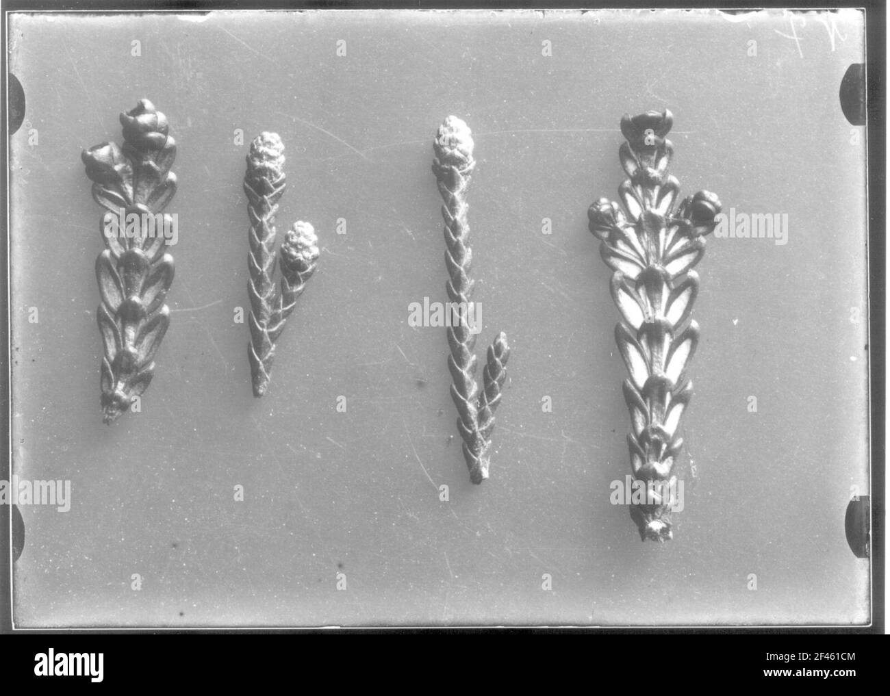 Rami dell'albero della vita (Thujopsis Dolabrata) Foto Stock