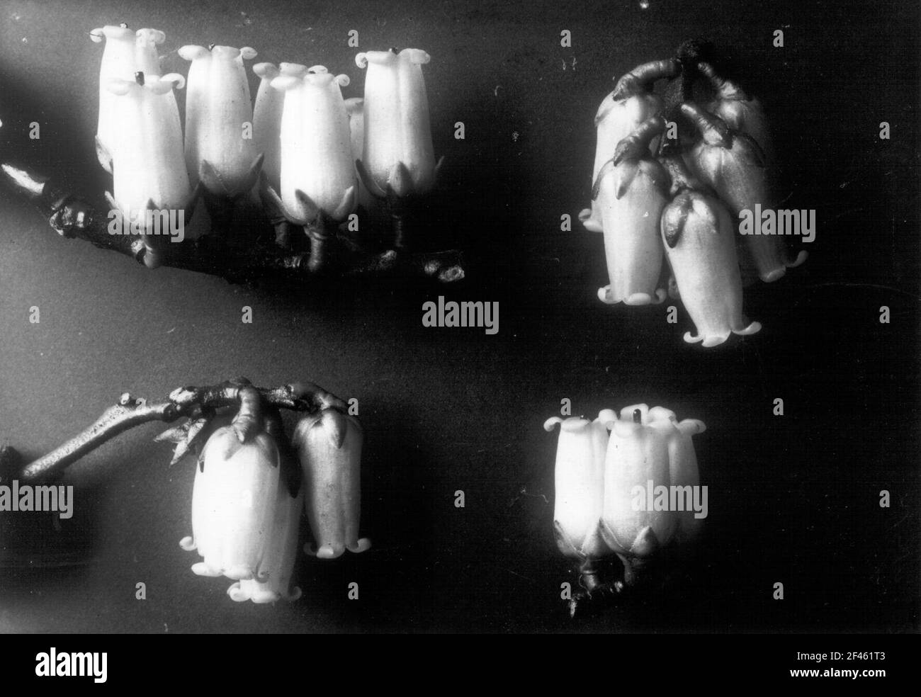 Heidkraut (Vaccinium corymbosum), infiammazioni Foto Stock