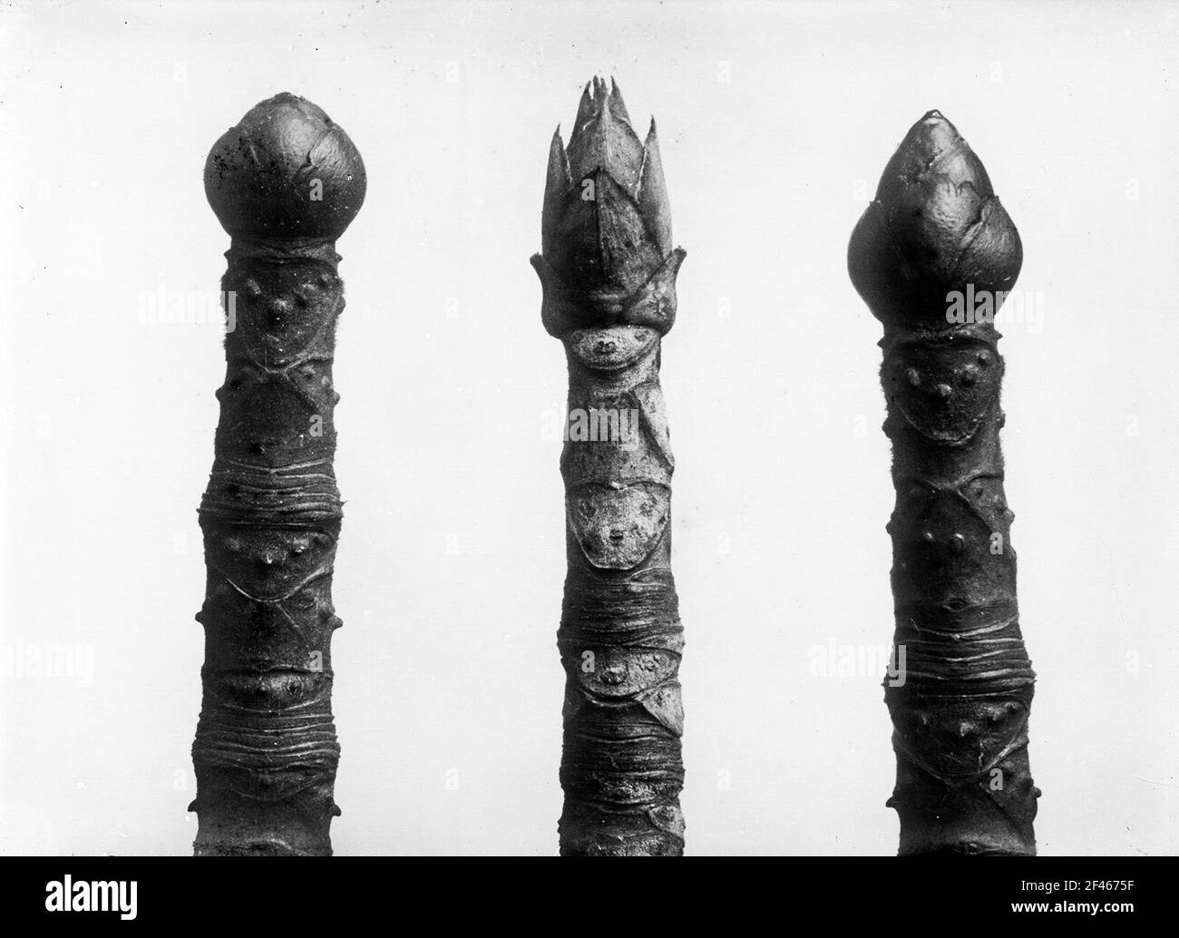 Aesculus hippocastanum e aesculus spec., forse Aesculus parviflora Foto Stock