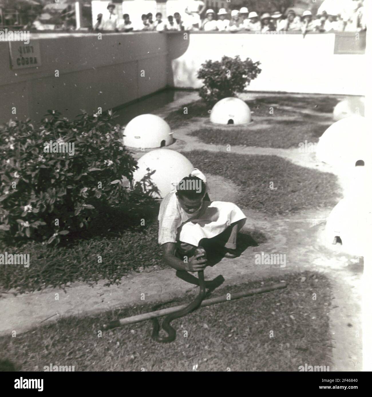 Spettacolo di serpenti all'Instituto Butantan (allevamento di ragni di uccelli e poising) Foto Stock