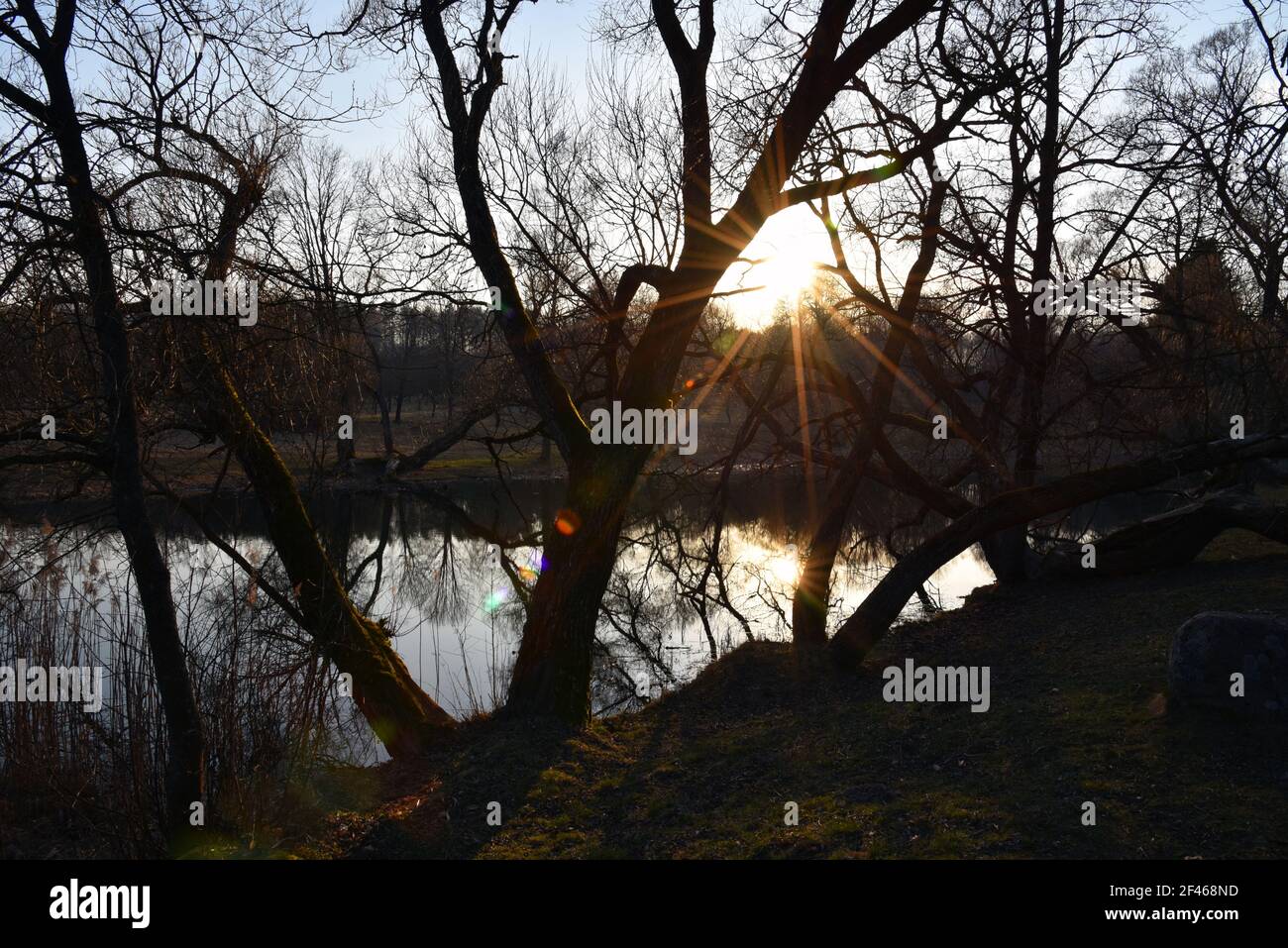 Piccolo fiume in campagna tra alberi in primavera o in autunno stagione. Concetto di fauna selvatica. Palude in una foresta. Zone umide in declino e sotto minaccia. il pr Foto Stock