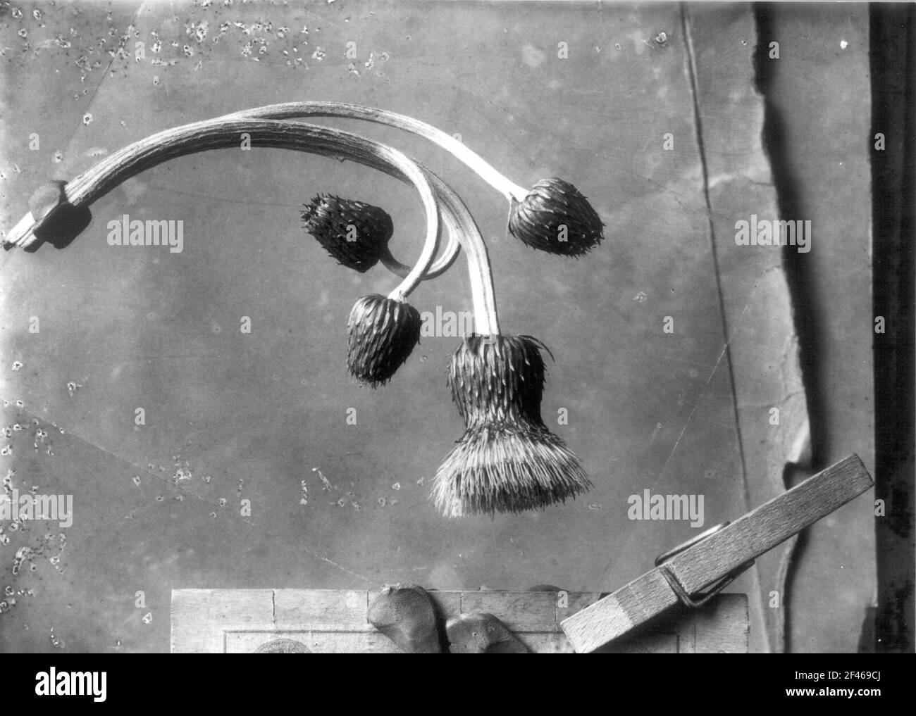 Infiorescenza del graffio (Cirsium) Foto Stock